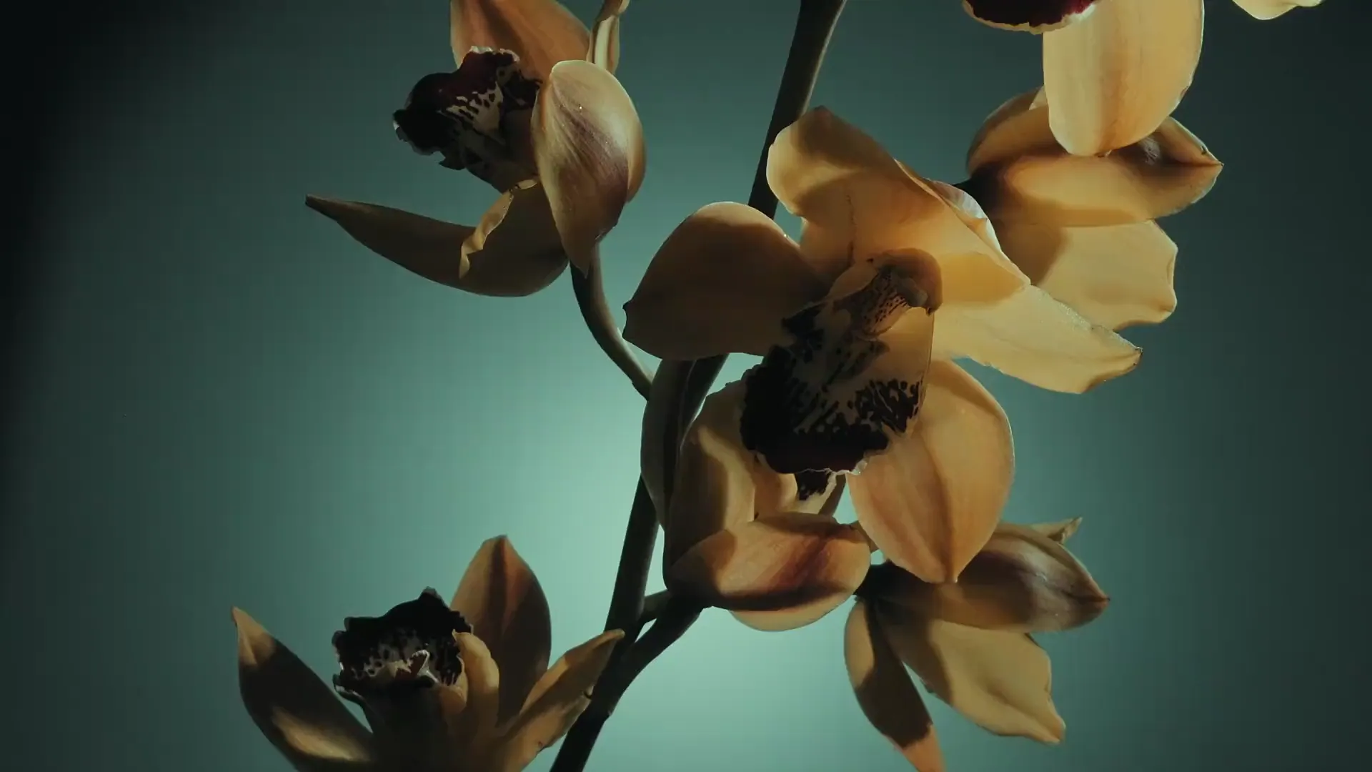 A yellow orchid in motion against a deep teal backdrop — social content by TimeLäB Studio